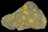 Fossil Edrioasteroid (Spinadiscus) Plate - Morocco #115016-1